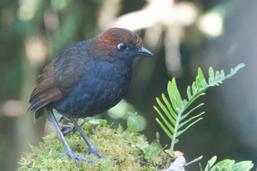 Chestnut-naped Antpitta at Zuro Loma